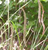 ostřice převislá <i>(Carex pendula)</i> / Plod