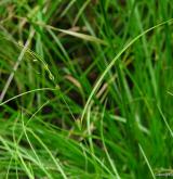 ostřice řídkoklasá <i>(Carex remota)</i> / Habitus