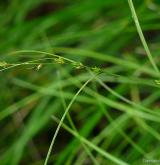 ostřice řídkoklasá <i>(Carex remota)</i> / Habitus