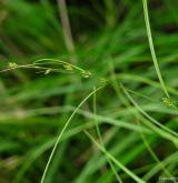 ostřice řídkoklasá <i>(Carex remota)</i> / Habitus