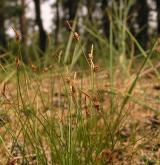 ostřice drobná <i>(Carex supina)</i> / Habitus