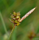 ostřice drobná <i>(Carex supina)</i> / Plod