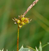 ostřice drobná <i>(Carex supina)</i> / Plod