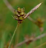 ostřice drobná <i>(Carex supina)</i> / Plod