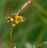 ostřice drobná <i>(Carex supina)</i> / Plod