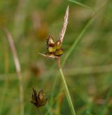 ostřice drobná <i>(Carex supina)</i> / Plod