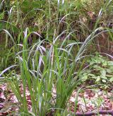 ostřice lesní <i>(Carex sylvatica)</i> / Habitus