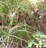 ostřice lesní <i>(Carex sylvatica)</i> / Habitus