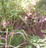 ostřice lesní <i>(Carex sylvatica)</i> / Habitus