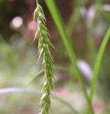 ostřice lesní <i>(Carex sylvatica)</i> / Plod