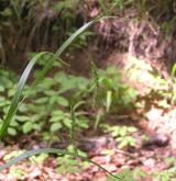 ostřice lesní <i>(Carex sylvatica)</i> / Habitus