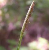 ostřice lesní <i>(Carex sylvatica)</i> / Květ/Květenství