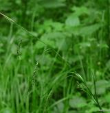 ostřice lesní <i>(Carex sylvatica)</i> / Habitus