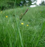 ostřice plstnatá <i>(Carex tomentosa)</i> / Habitus