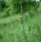 ostřice plstnatá <i>(Carex tomentosa)</i> / Habitus