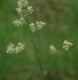 srha laločnatá <i>(Dactylis glomerata)</i> / Květ/Květenství