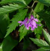 kyčelnice žláznatá <i>(Dentaria glandulosa)</i> / Květ/Květenství