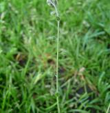 pomněnka chlumní <i>(Myosotis ramosissima)</i> / Ostatní