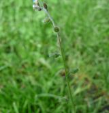 pomněnka chlumní <i>(Myosotis ramosissima)</i> / Ostatní