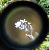 pomněnka drobnokvětá <i>(Myosotis stricta)</i> / Květ/Květenství