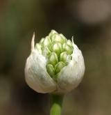 česnek kulatohlavý <i>(Allium sphaerocephalon)</i>