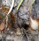 česnek kulatohlavý <i>(Allium sphaerocephalon)</i> / Zásobní orgán/orgán klonálního růstu