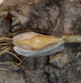 česnek kulatohlavý <i>(Allium sphaerocephalon)</i> / Zásobní orgán/orgán klonálního růstu