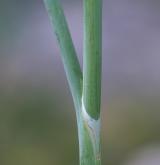 česnek kulatohlavý <i>(Allium sphaerocephalon)</i> / List