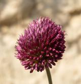 česnek kulatohlavý <i>(Allium sphaerocephalon)</i> / Květ/Květenství