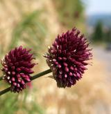 česnek kulatohlavý <i>(Allium sphaerocephalon)</i> / Květ/Květenství