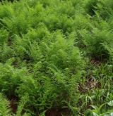 Subalpínská kapradinová vegetace <i>(Dryopterido filicis-maris-Athyrion distentifolii)</i> / Porost