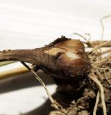 česnek  <i>(Allium roseum)</i> / Zásobní orgán/orgán klonálního růstu