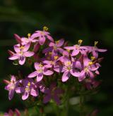 zeměžluč okolíkatá <i>(Centaurium erythraea)</i> / Květ/Květenství