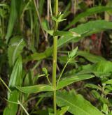 zeměžluč okolíkatá <i>(Centaurium erythraea)</i>