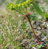 pryšec kolovratec <i>(Euphorbia helioscopia)</i> / Habitus