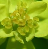 pryšec bahenní <i>(Euphorbia palustris)</i>