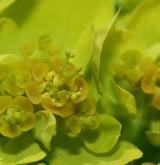 pryšec bahenní <i>(Euphorbia palustris)</i> / Květ/Květenství