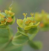 pryšec sivý <i>(Euphorbia seguieriana)</i> / Květ/Květenství