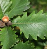 dub velkokvětý <i>(Quercus macranthera)</i>