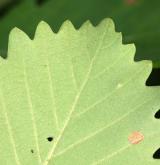 dub velkokvětý <i>(Quercus macranthera)</i> / List