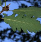 dub velkokvětý <i>(Quercus macranthera)</i> / List