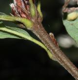 dub velkokvětý <i>(Quercus macranthera)</i> / Větve a pupeny
