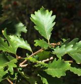 dub velkokvětý <i>(Quercus macranthera)</i> / Větve a pupeny