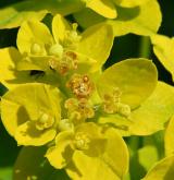 pryšec kosmatý <i>(Euphorbia villosa)</i> / Květ/Květenství