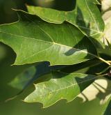 dub cesmínolistý <i>(Quercus ilicifolia)</i> / List