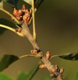 dub cesmínolistý <i>(Quercus ilicifolia)</i> / Větve a pupeny