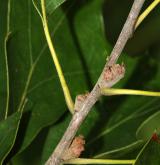 dub cesmínolistý <i>(Quercus ilicifolia)</i> / Květ/Květenství