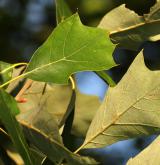 dub cesmínolistý <i>(Quercus ilicifolia)</i> / List