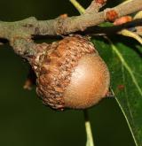 dub cesmínolistý <i>(Quercus ilicifolia)</i>