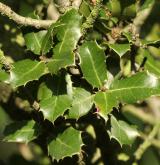 dub  <i>(Quercus calliprinos)</i> / List